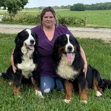 This is Queen and Biggie! Our AKC Bernese Mountain Dogs. 