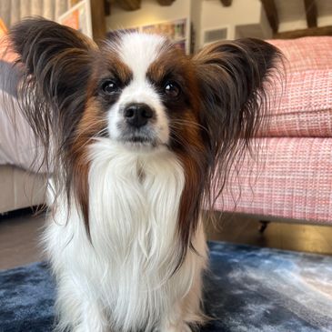 A small dog with large ears sitting on a rug indoors.