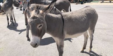 Wild Burro in Oatman. It's an Historic mining town where Clark Gable and Carole Lombard honeymooned 