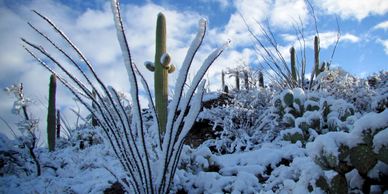 Snowbird specials December January February