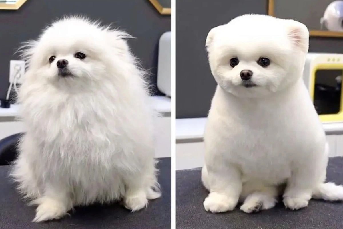 Puppy Luv Pet Spa