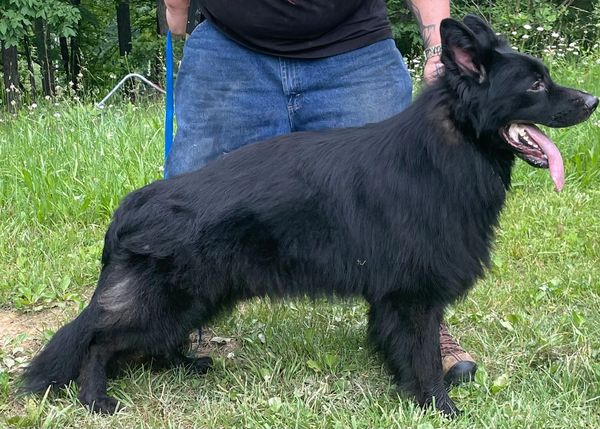 Jaguar Casa de la Marcos [SER] Solid black long coat male-grandson of VA2 Marcello, also blk LC.