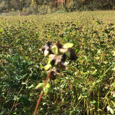 Buckwheat in bloom