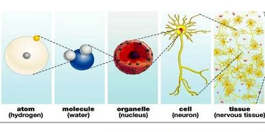 Biology 0610 | EduCademy