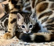 Liberty Bengals - Bengal Kittens For Sale