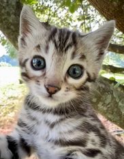 Liberty Bengals - Bengal Kittens For Sale