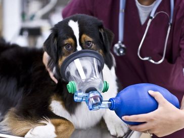 A dog receiving life-saving oxygen via a pet oxygen mask.