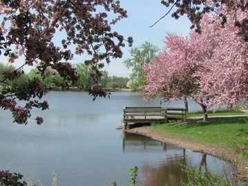 Lakeside view of a blooming plum tree and dock.