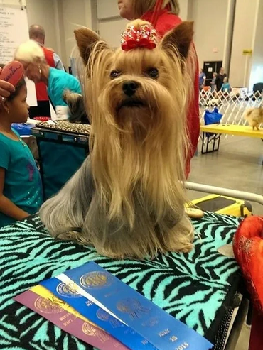 well groomed Yorkie