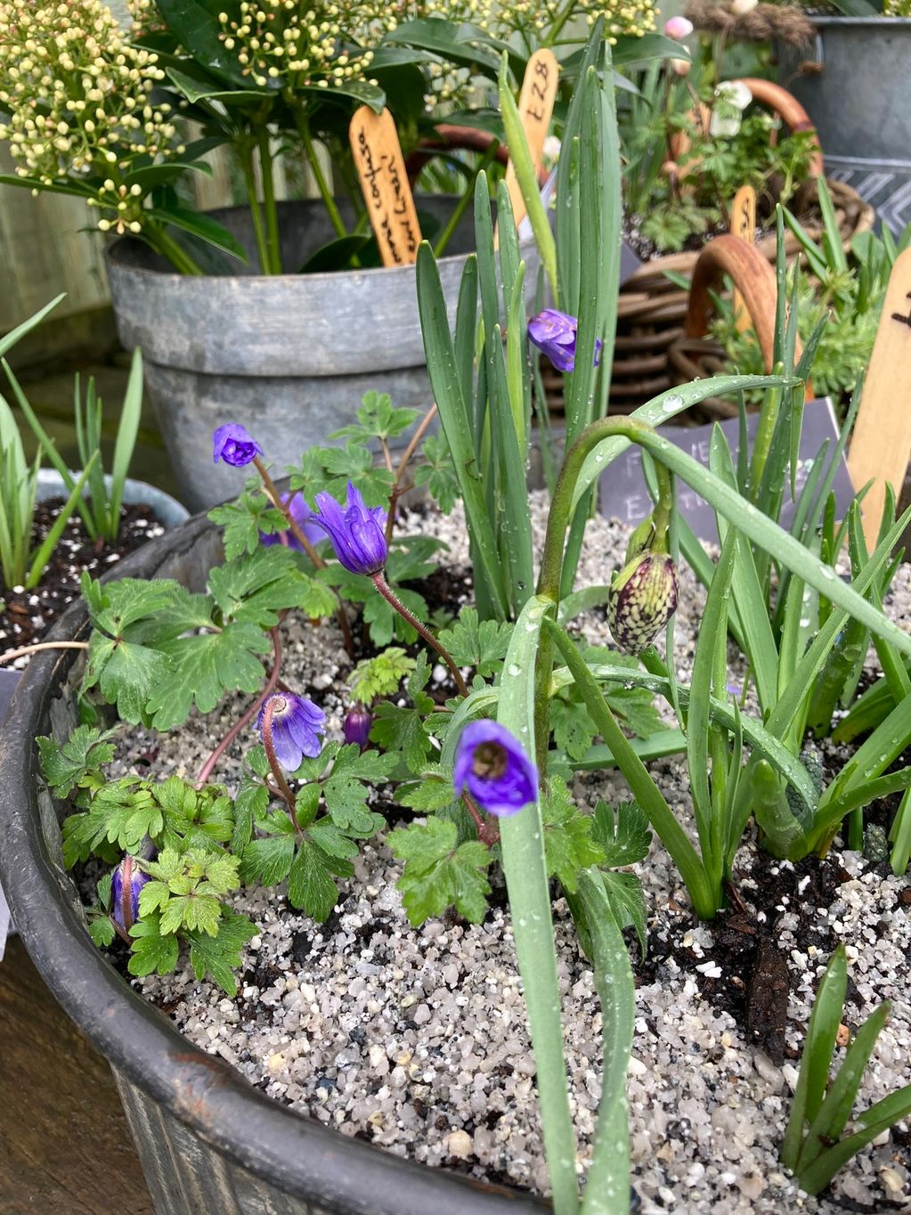 Large round ribbed bulb planter