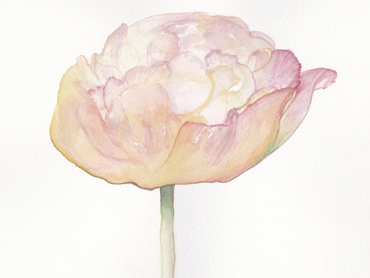 Title:  The Peony Blushes
