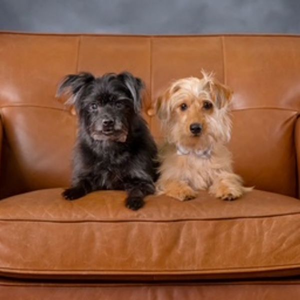 Two small dogs sitting side by side on a brown leather couch.