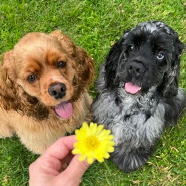 Two playful dogs eagerly look at a yellow flower held by a person.