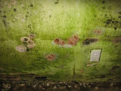Water damaged drywall with mushroom growth, yes this is inside a structure.
