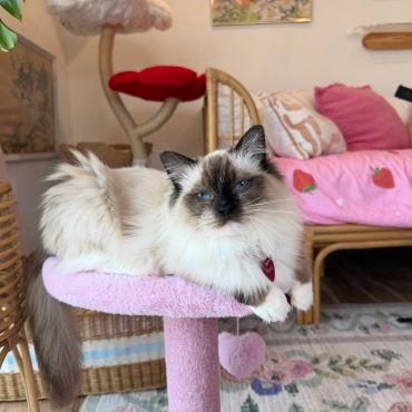 Fluffy cat with blue eyes resting on a pink cat tree.