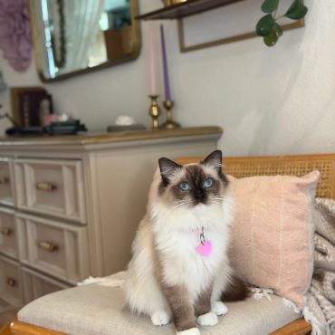 Fluffy cat with blue eyes sitting on a chair with a pink pillow.