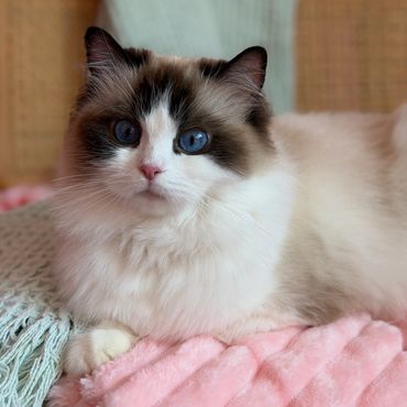 Fluffy cat with blue eyes lying on a pink blanket.