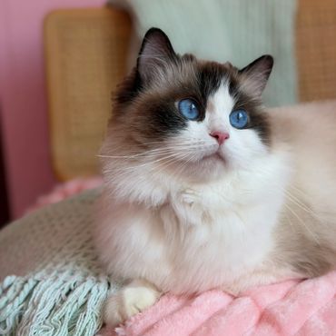 Fluffy cat with striking blue eyes resting.
