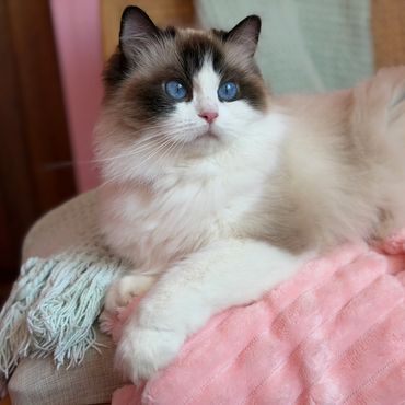 Fluffy cat with striking blue eyes resting on a blanket.