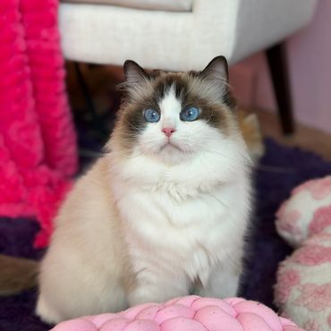 Fluffy blue-eyed cat sitting indoors.