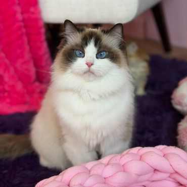 Fluffy cat with striking blue eyes sitting indoors.