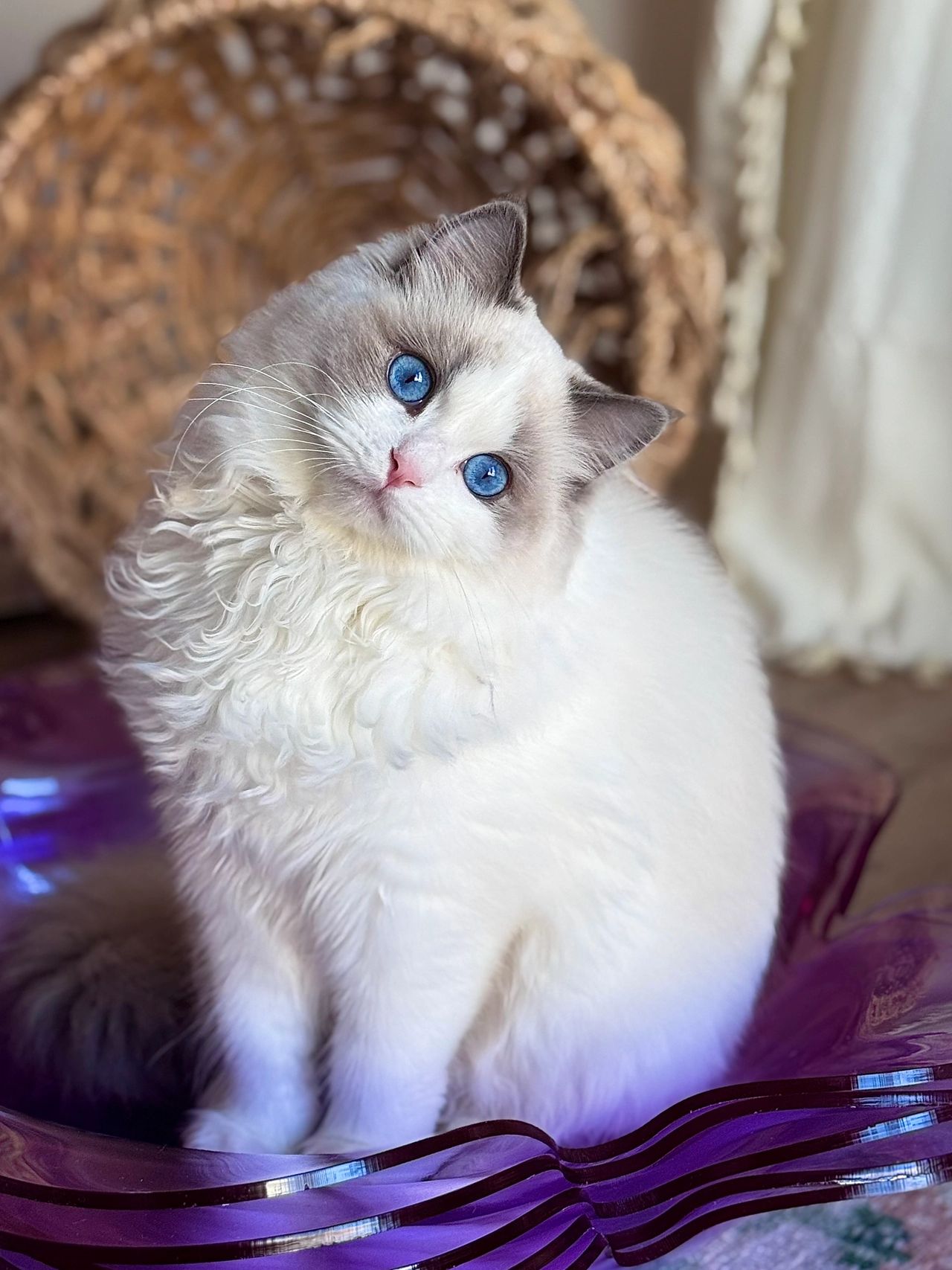 Blue Bicolor Ragdoll Kitten
