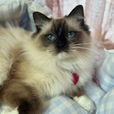 Fluffy cat with striking blue eyes resting on a checkered cushion.
