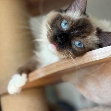 Close-up of a Siamese cat with striking blue eyes resting on a wooden surface.
