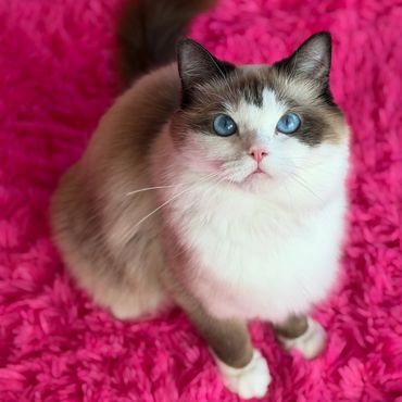 A fluffy cat with blue eyes on a pink rug.