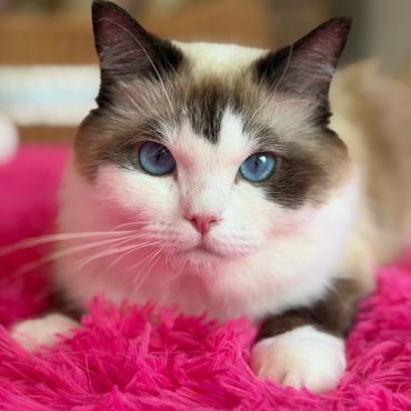 Close-up of a cat with blue eyes on a pink rug.