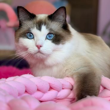 Blue-eyed cat resting on a pink blanket.