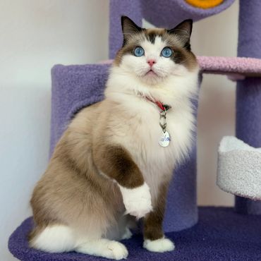 Fluffy cat with blue eyes sitting on a purple cat tree.
