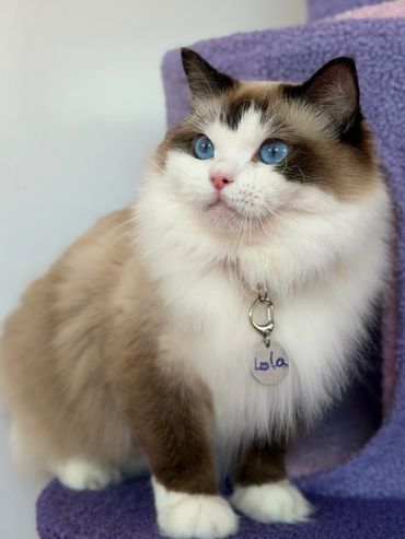 Fluffy cat with striking blue eyes and a collar tag reading 'Lola'.