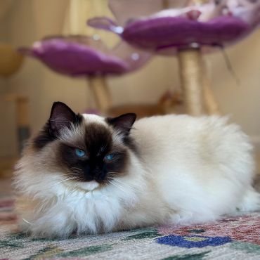 Fluffy cat with striking blue eyes resting indoors on a patterned rug.