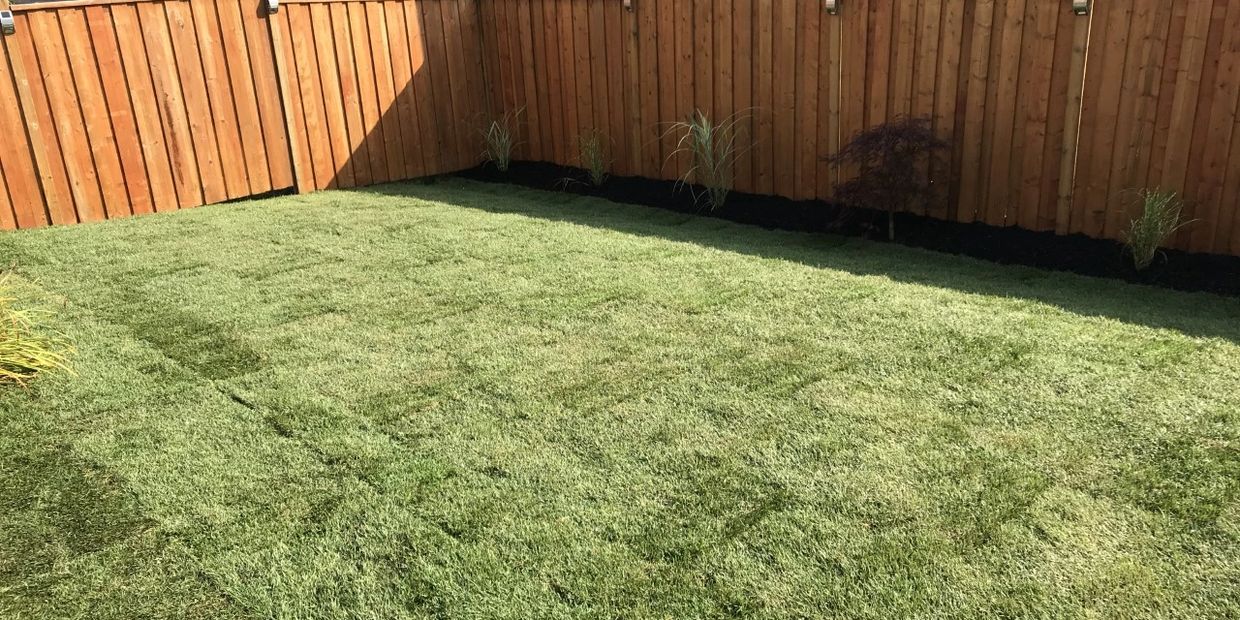 Re-graded and sodded backyard lawn