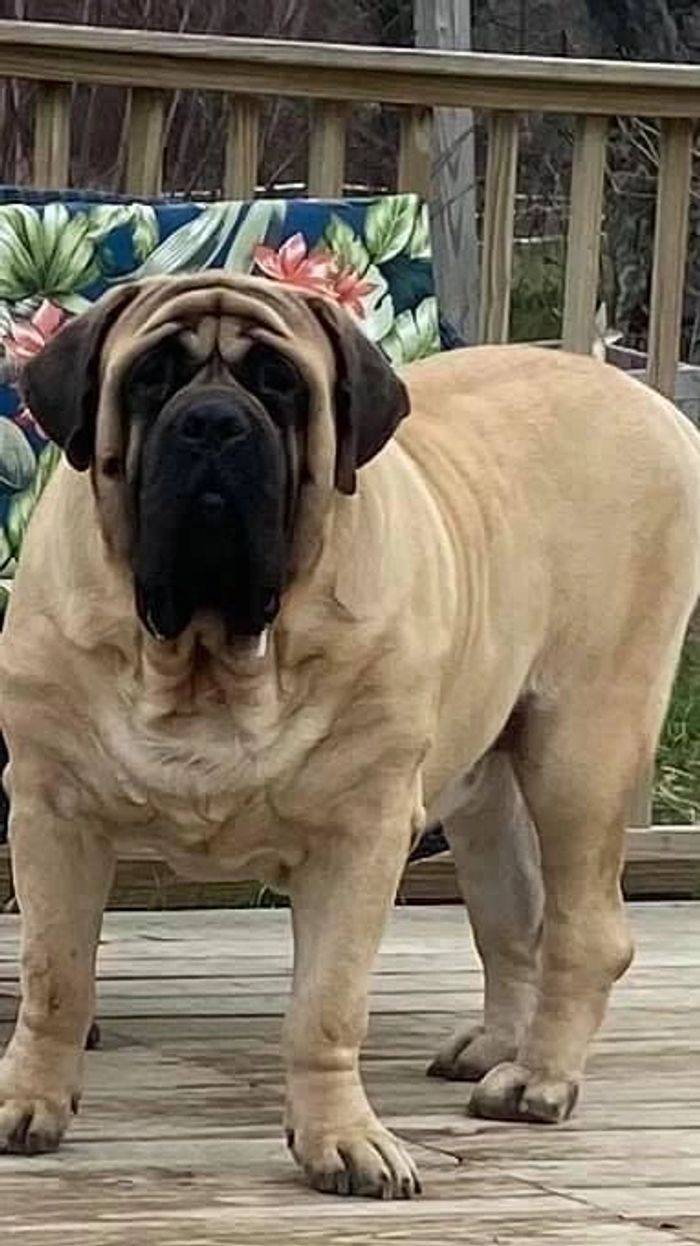 Mastiff breeders deals