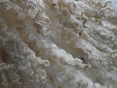 Washed Wool, Raw Wool White, Washed Fleece, Sheep Wool, Raw Wool Fleece, Sheep's  Wool, Washed Fleece, Wool for Spinning Raw Sheep Wool White -  Israel