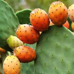 PRICKLY PEAR SEED OIL