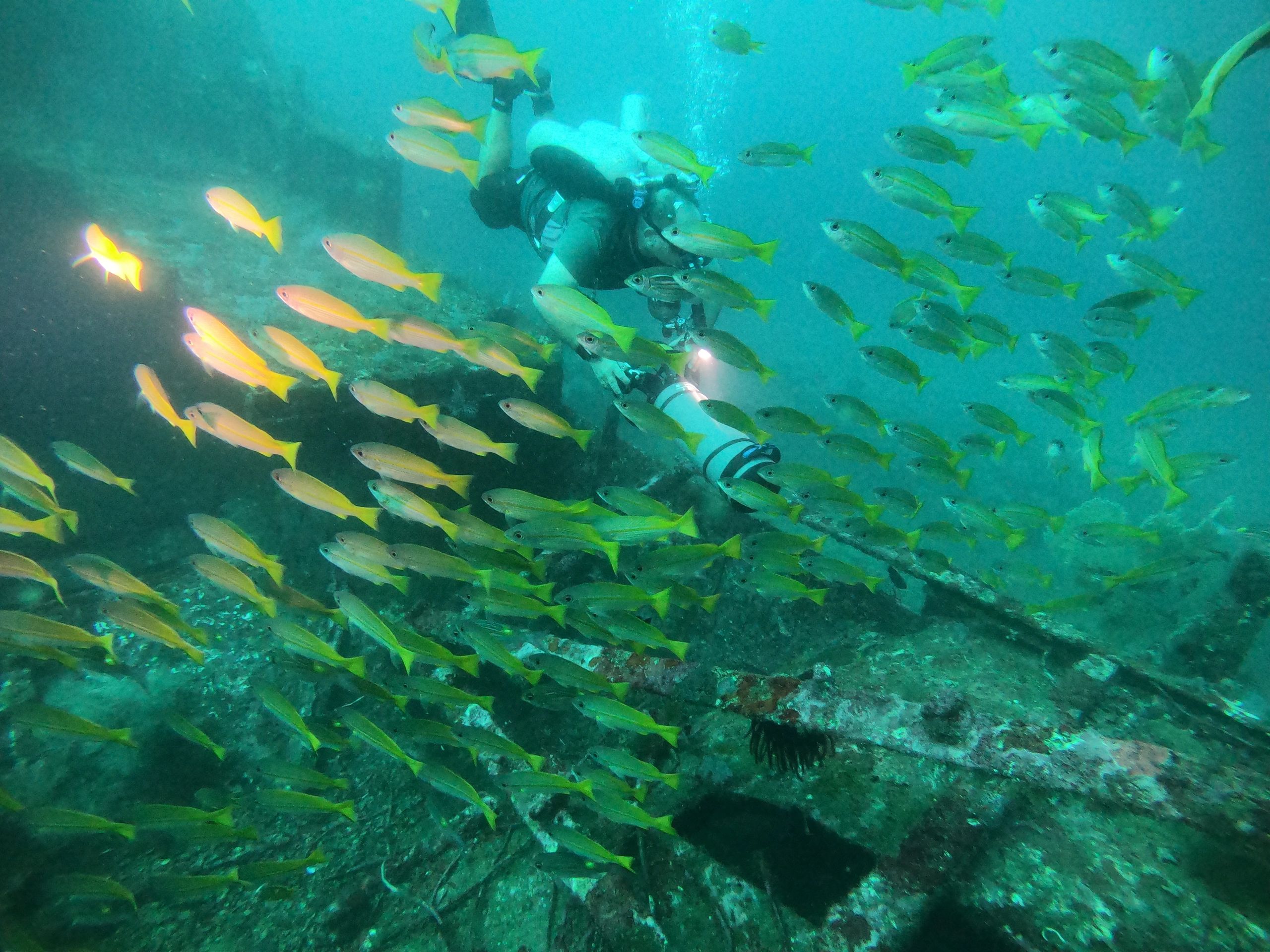 Puerto Galera Dive Sites DIVE PASSIONS