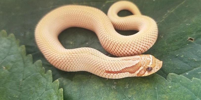 Hatchling super anaconda toffee on a green leaf