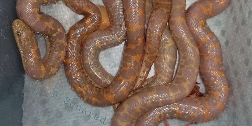 Group of baby albino kenyan sand boas on a paper towel 