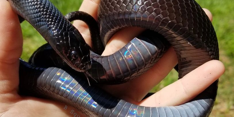 Subadult Mexican black king snake held in sometimes hand
