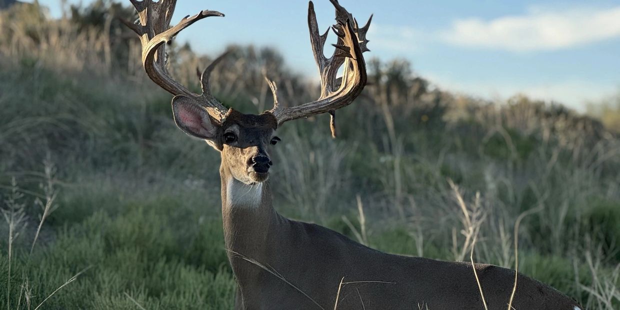 A majestic buck with large antlers in a grassy field at sunset.