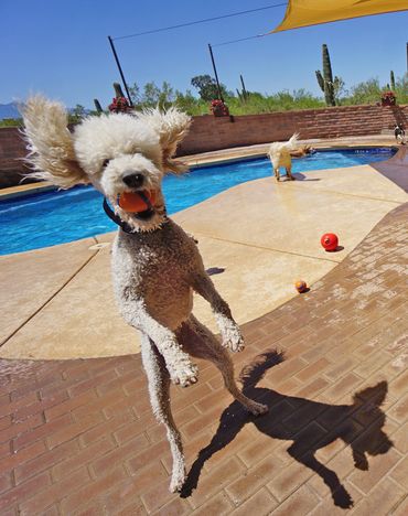 A dog is playing with balls