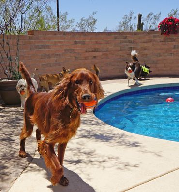 An Irish Setter carrying an orange ball in its mouth by a swimming pool with other dogs.