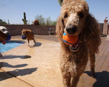 A light-brown poodle holding an orange ball in its mouth by a backyard pool.