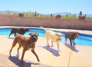 Four dogs playing with balls around a swimming pool in a sunny backyard.
