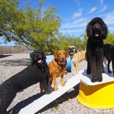 Dogs at a dog boarding service in Green Valley, AZ.