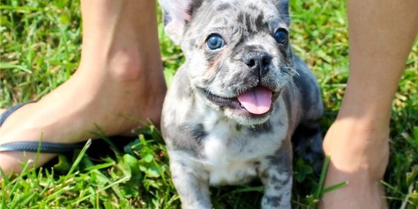 What Makes A Fluffy Frenchie