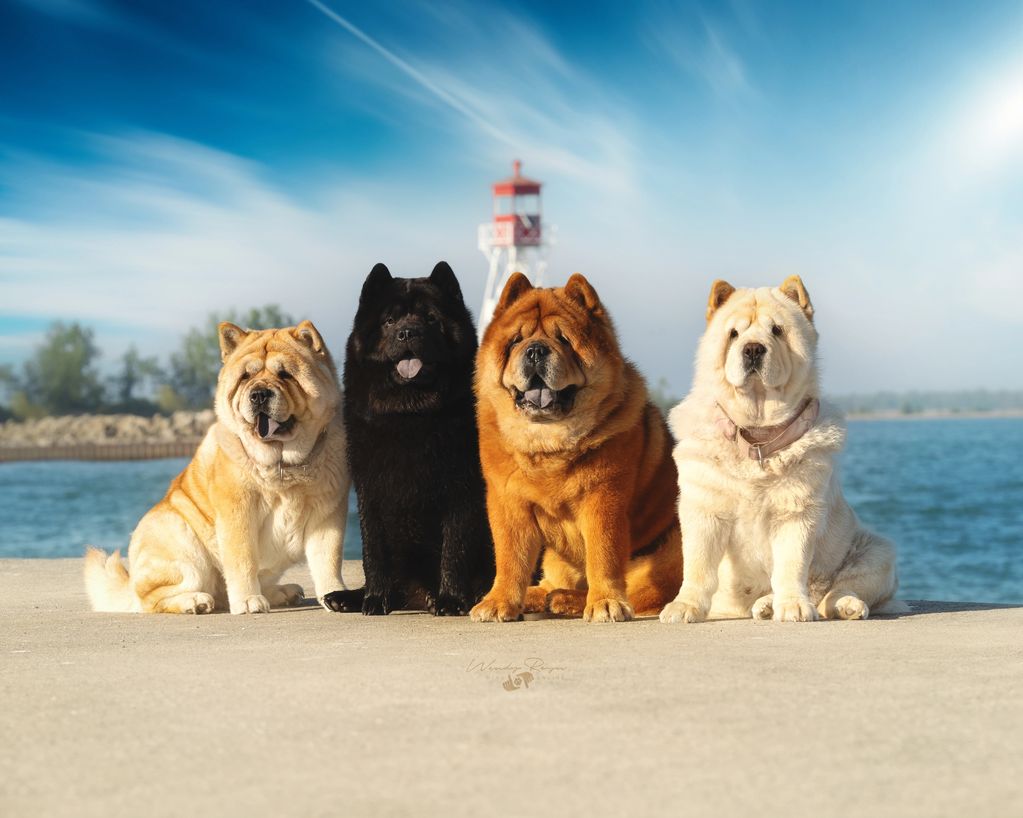 Our family Chow Chows (from left to right), Buttercup, Oshie, Dio and Scout